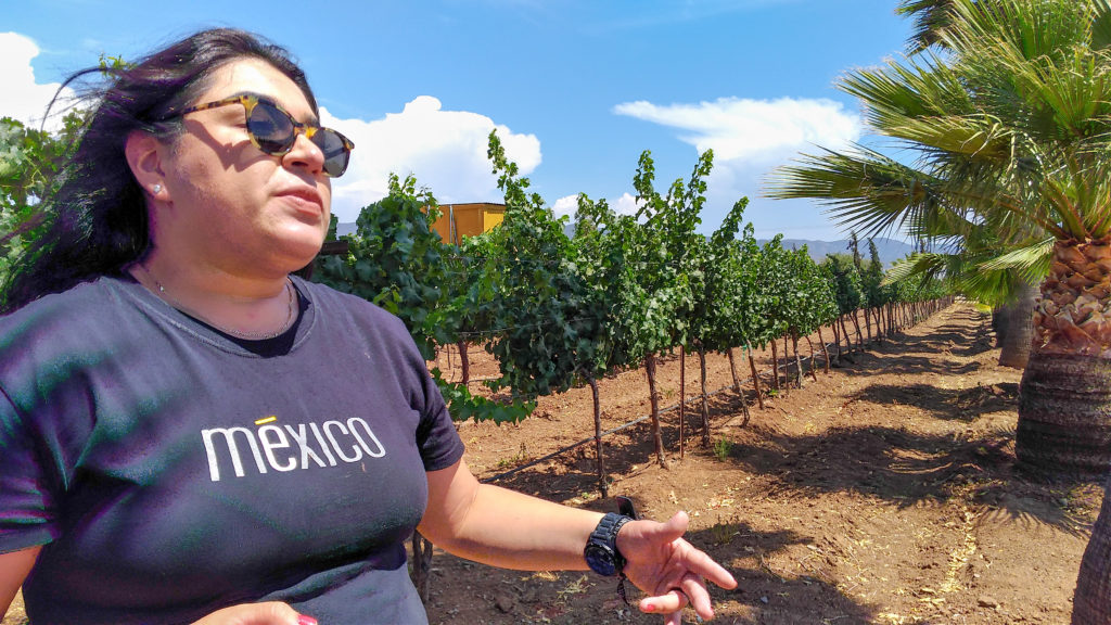 vinhedos no México